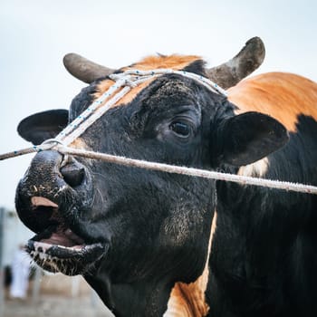 Bulls are tied as they await their turn to fight in traditional bull fighting in Fujairah, UAE