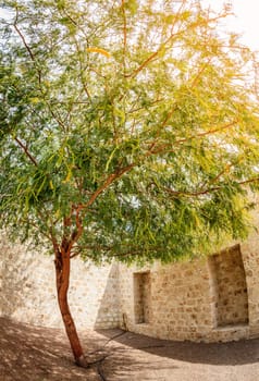 Fisheye image of an acacia tree in a corner of a couryard in Sharjah, UAE