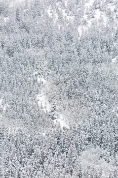 winter Landscape of Pine Forest at Shirakawago Chubu Japan