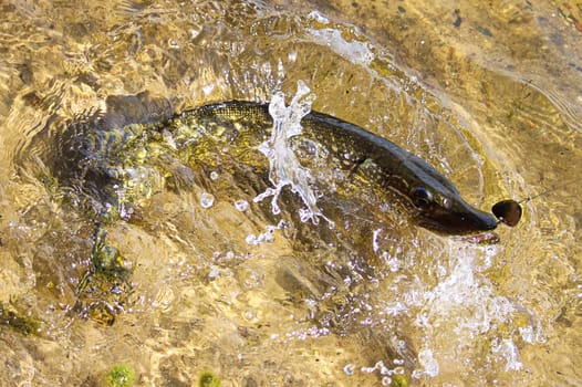 A fish on a hook fighting in shallow water.