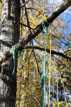 Various ropes left behind on game hanging poles.