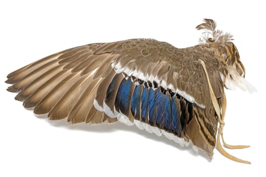 Wing of a mallard duck as an air fan in Indian or Esoteric area isolated on White