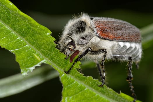 cockchafer eating on a leaf