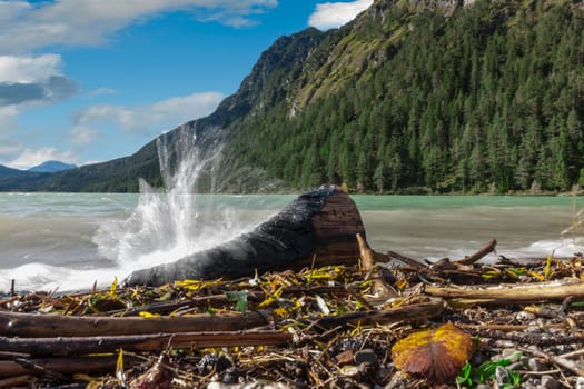 Low-angle landscape view on the shore of the Lake Plansee in Austria with waves and high-splash water on the drifted driftwood.