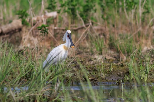 common spoonbill (platalea leucorodia) in Danube Delta, Romania