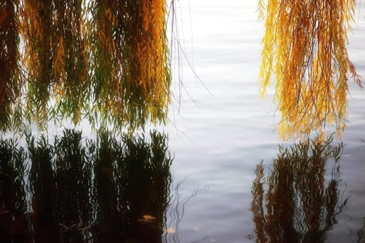The light-shone colorful leaves of a weeping willow in autumn, which reflects on the water surface.