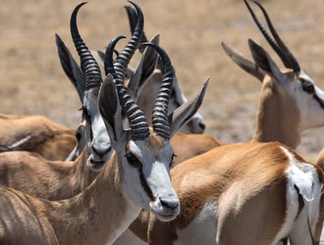 A group of male Impala Antelopes Aepyceros melampus in Nxai Pan National Park, Botswana.