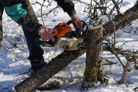A man saws down a broken tree in winter. Sawing wood in winter