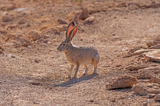 Black Tailed Jackrabbit in the Desert of Ash Meadows National Wildlife Refuge in Nevada