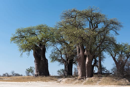 Baines baobab from Nxai Pan National Park, Botswana.