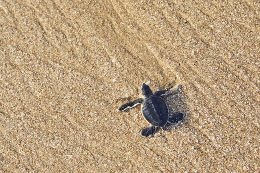 Freshly hatched turtle on the way across beach into sea. Ras Al Jinz, Sultanate of Oman.