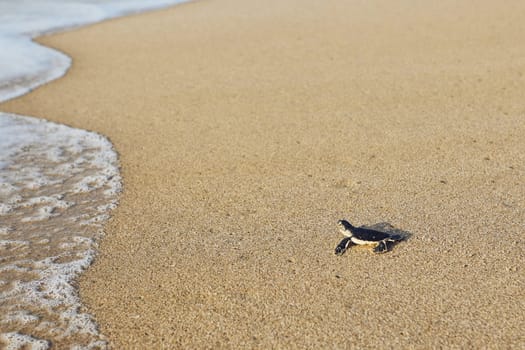 Freshly hatched turtle on the way across beach into sea. Ras Al Jinz, Sultanate of Oman.