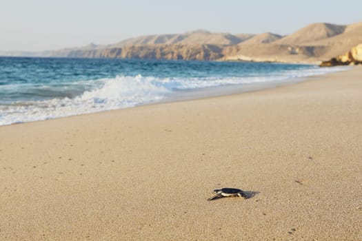Freshly hatched turtle on the way across beach into sea. Ras Al Jinz, Sultanate of Oman.