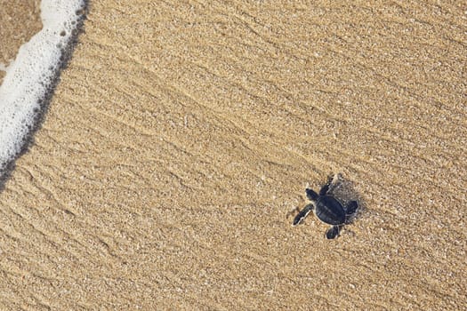 Freshly hatched turtle on the way across beach into sea. Ras Al Jinz, Sultanate of Oman.