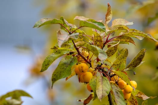 Small paradise apples among the leaves on a tree branch. Yellow apples on tree branch. Paradise apples on tree. Apples in garden. Autumn fruits in Latvia. Branch with yellow Paradise apples in autumn day.