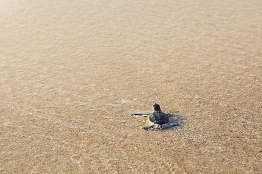 Freshly hatched turtle on the way across beach into sea. Ras Al Jinz, Sultanate of Oman.