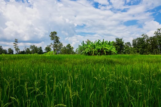 Asian rice paddy with sky and beautiful clouds