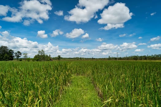 Asian rice paddy with sky and beautiful clouds