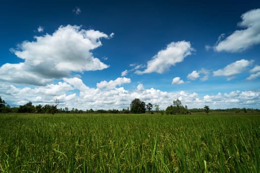 Asian rice paddy with sky and beautiful clouds