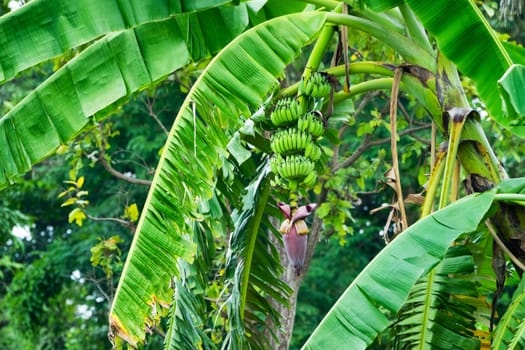 Banana Tree With Fruit, nature with tropical plant