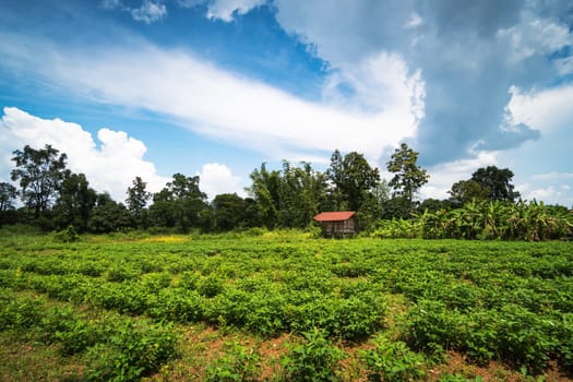 Agriculture Landscape with peanut plantation and clouds