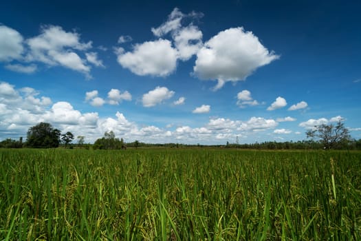 Asian rice paddy with sky and beautiful clouds