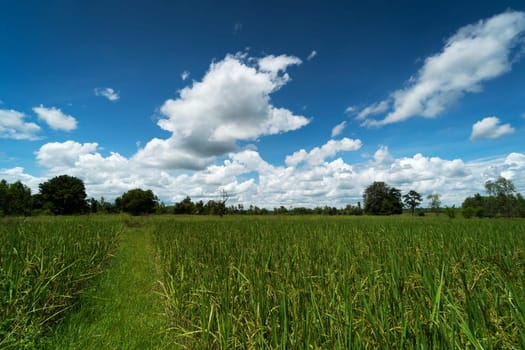 Asian rice paddy with sky and beautiful clouds