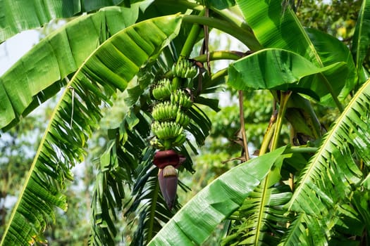 Banana Tree With Fruit, nature with tropical plant