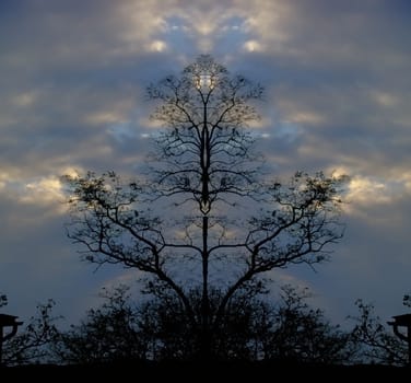Surreal trees at the dusk. Cloudy dark sky