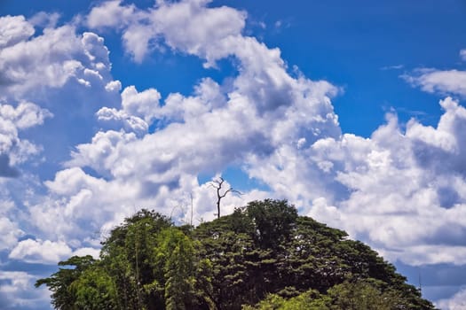 landscape with top of woodland and cumulus clouds