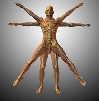 Anatomical vitruvian man. X-ray. 3D rendering