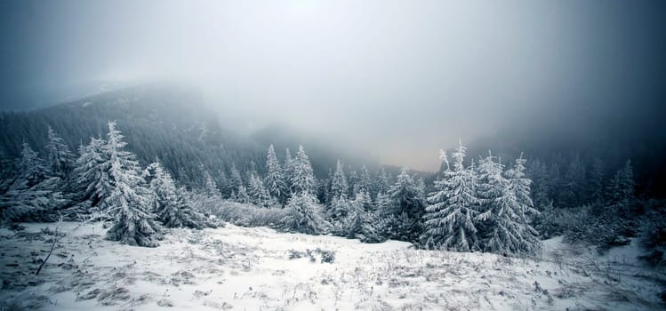 Christmas and New Year background with winter trees in mountains covered with fresh snow - Magic holiday background