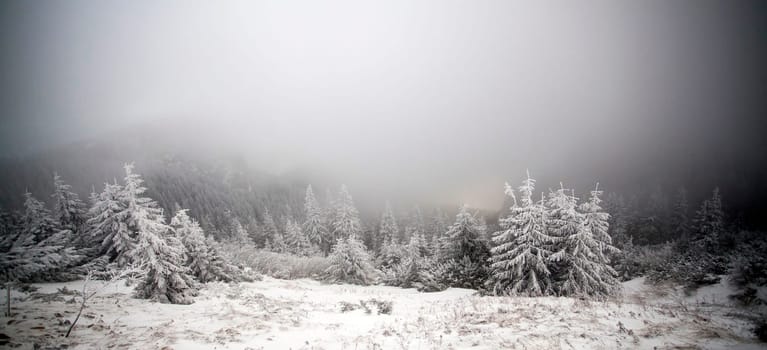 Christmas and New Year background with winter trees in mountains covered with fresh snow - Magic holiday background