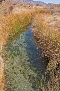 Spring Fed Stream running through the Desert in the Ash Meadows National Wildlife Refuge in Nevada