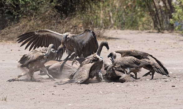 White-backed vultures eat the carcass of a dead Greater Kudu, Chobe National Park, Botswana