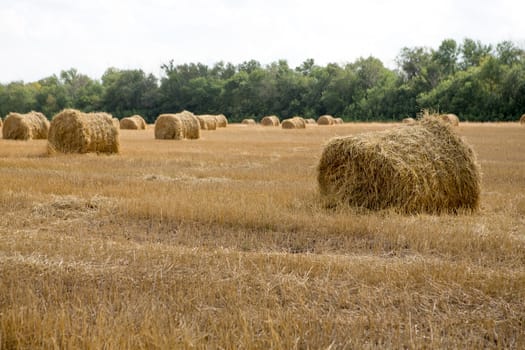 Hay bale or sheaf