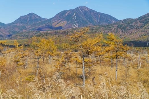 Senjogahara covers the plateau between Chuzenjiko and Yumoto Onsen. It is particularly beautiful during the autumn leaf season in October when the marshland's grasses turn into a reddish yellow and the larch trees into a shiny gold.