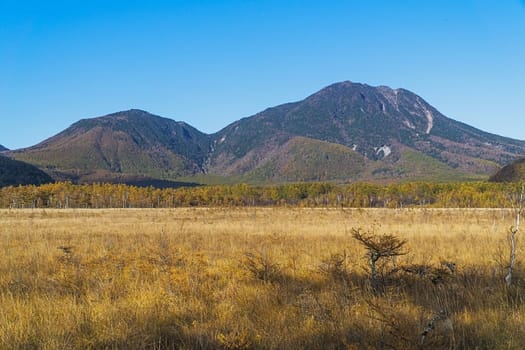 Senjogahara covers the plateau between Chuzenjiko and Yumoto Onsen. It is particularly beautiful during the autumn leaf season in October when the marshland's grasses turn into a reddish yellow and the larch trees into a shiny gold.