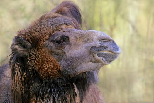 Close-up Two-humped camel or camelus ferus