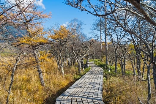 Senjogahara covers the plateau between Chuzenjiko and Yumoto Onsen. It is particularly beautiful during the autumn leaf season in October when the marshland's grasses turn into a reddish yellow and the larch trees into a shiny gold.