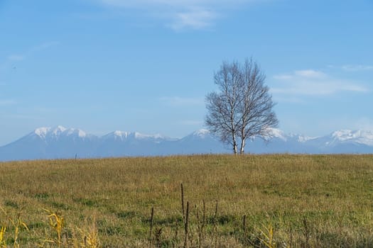 Biei is a small town surrounded by a picturesque landscape of gently rolling hills and vast fields. A pleasant way to enjoy the charm of Biei is by cycling or driving through the hills and visiting some of the flower fields and famous trees along the way.