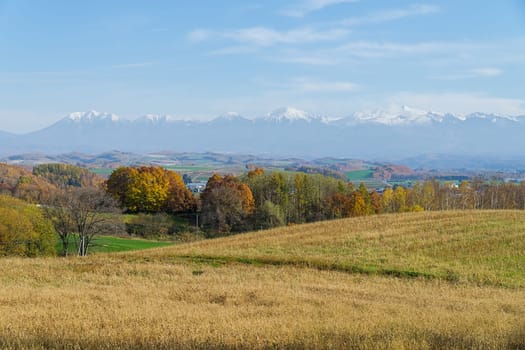 Biei is a small town surrounded by a picturesque landscape of gently rolling hills and vast fields. A pleasant way to enjoy the charm of Biei is by cycling or driving through the hills and visiting some of the flower fields and famous trees along the way.