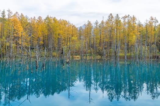 Blue Pond is a man-made pond feature in Biei, Hokkaido, Japan. It is the result of works on the Biei River, carried out after the 1988 eruption of Mount Tokachi, to protect the town of Biei from volcanic mudflows. The colour is thought to result from the accidental presence of colloidal aluminium hydroxide in the water.