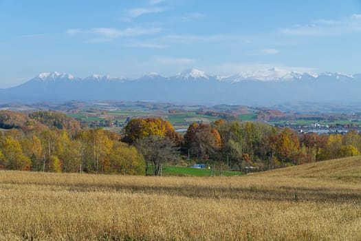 Biei is a small town surrounded by a picturesque landscape of gently rolling hills and vast fields. A pleasant way to enjoy the charm of Biei is by cycling or driving through the hills and visiting some of the flower fields and famous trees along the way.