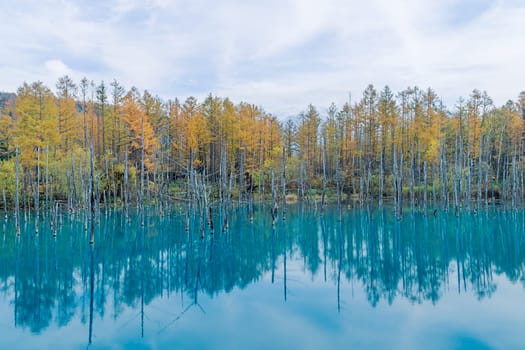 Blue Pond is a man-made pond feature in Biei, Hokkaido, Japan. It is the result of works on the Biei River, carried out after the 1988 eruption of Mount Tokachi, to protect the town of Biei from volcanic mudflows. The colour is thought to result from the accidental presence of colloidal aluminium hydroxide in the water.