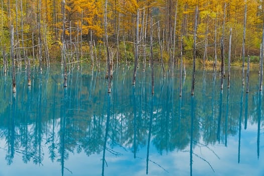Blue Pond is a man-made pond feature in Biei, Hokkaido, Japan. It is the result of works on the Biei River, carried out after the 1988 eruption of Mount Tokachi, to protect the town of Biei from volcanic mudflows. The colour is thought to result from the accidental presence of colloidal aluminium hydroxide in the water.