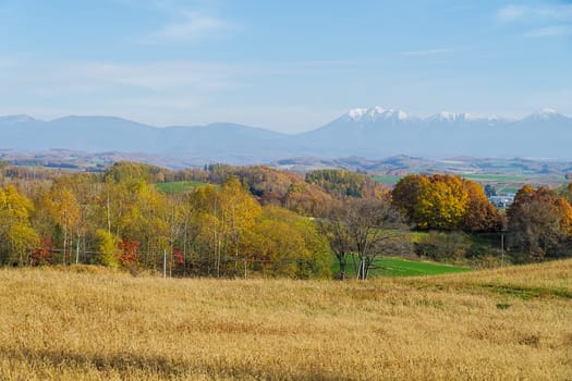 Biei is a small town surrounded by a picturesque landscape of gently rolling hills and vast fields. A pleasant way to enjoy the charm of Biei is by cycling or driving through the hills and visiting some of the flower fields and famous trees along the way.