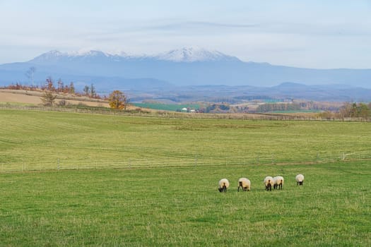 Biei is a small town surrounded by a picturesque landscape of gently rolling hills and vast fields. A pleasant way to enjoy the charm of Biei is by cycling or driving through the hills and visiting some of the flower fields and famous trees along the way.