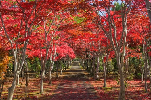 This photo was shot from Hiraoka Tree Art Center in Sapporo, Hokkaido, Japan. All trees change color from green to red in autumn before coming winter. This place is one of popular for tourist attraction in Sapporo.