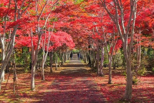 This photo was shot from Hiraoka Tree Art Center in Sapporo, Hokkaido, Japan. All trees change color from green to red in autumn before coming winter. This place is one of popular for tourist attraction in Sapporo.